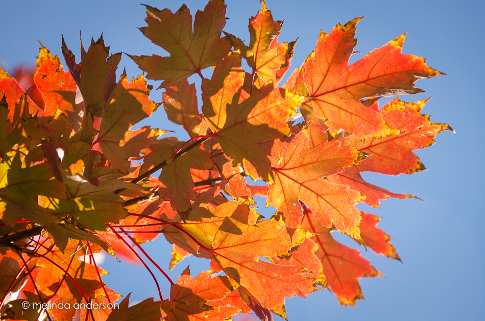 20141015-DSC_5077_melinda_anderson