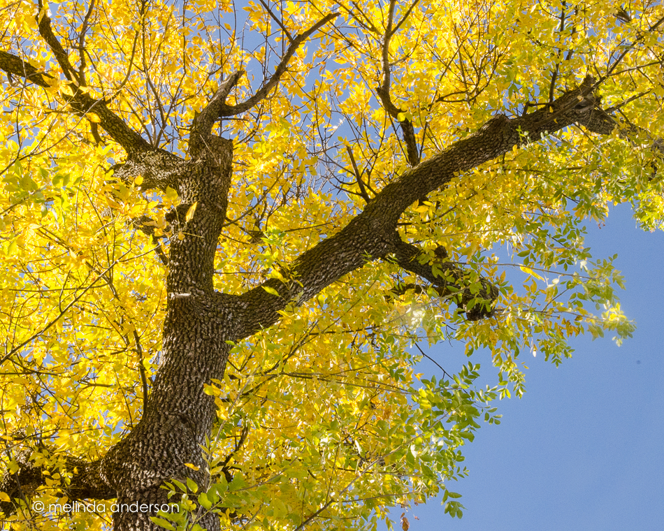 20141015-DSC_5108_melinda_anderson