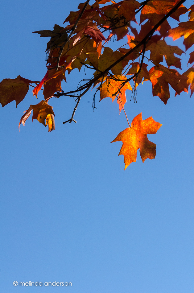 20141015-DSC_5115_melinda_anderson