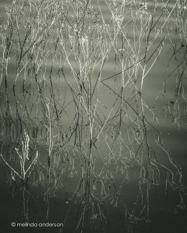 20141103-DSC_6377_melinda_anderson