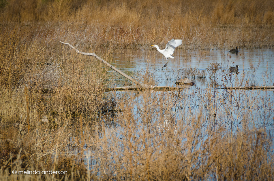 20141103-DSC_6398_melinda_anderson