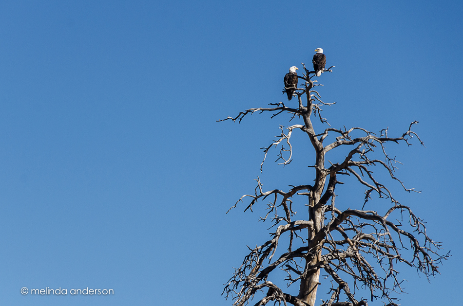 20141103-DSC_6526_melinda_anderson-Edit-2