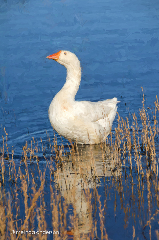 20141111-Imp20141111-DSC_6727_melinda_anderson-Edituntitled