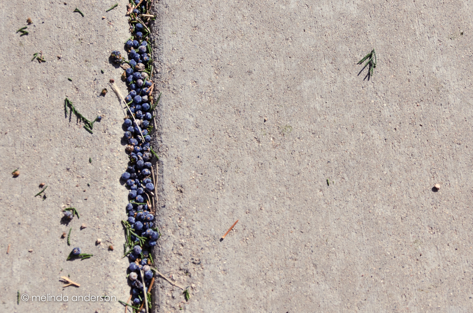 20141115-DSC_6832_melinda_anderson