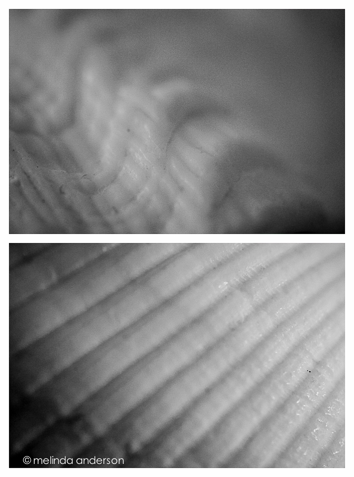 20141117-shell_abstracts-2_melinda_anderson