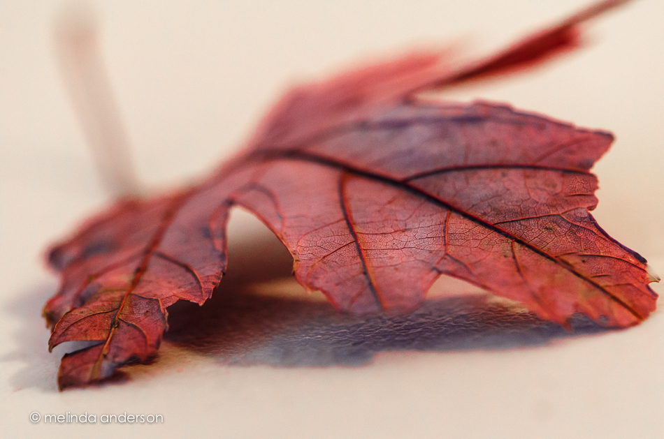 20141118-DSC_6967_melinda_anderson