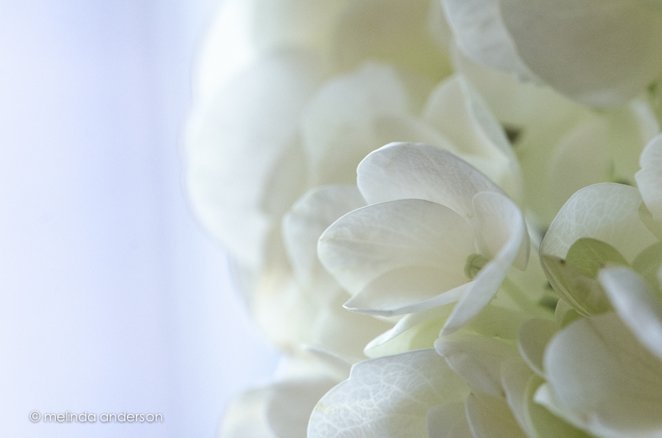 20141125-DSC_7203_melinda_anderson