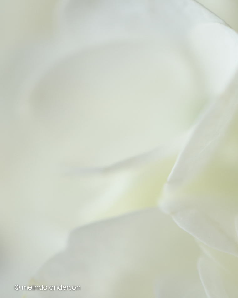 20141125-DSC_7210_melinda_anderson