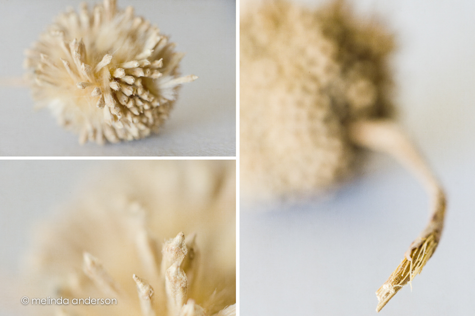 20141125-seedmacrolayoutuntitled