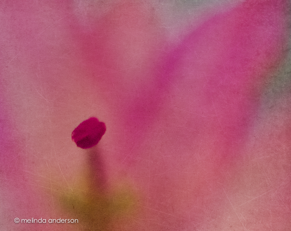 20141217-DSC_7819_melinda_anderson-Edit