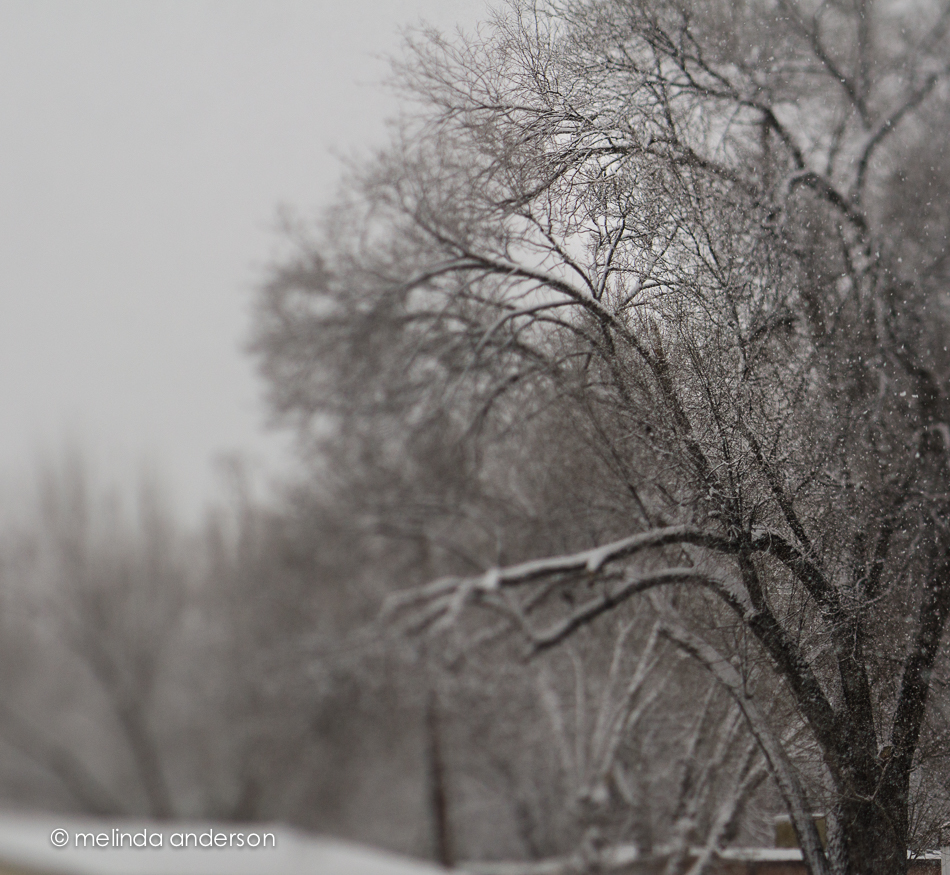 20141231-DSC_9534_melinda_anderson