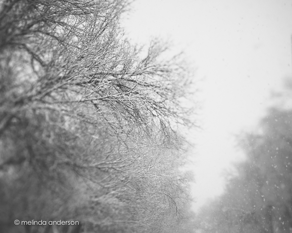 20141231-DSC_9539_melinda_anderson