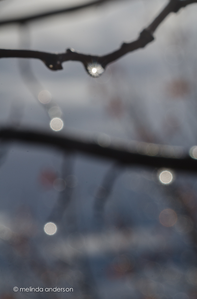 20150113-DSC_1072_melinda_anderson