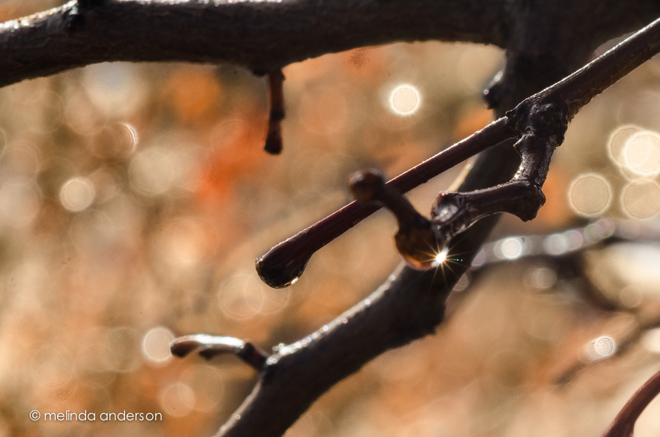 20150113-DSC_1073_melinda_anderson