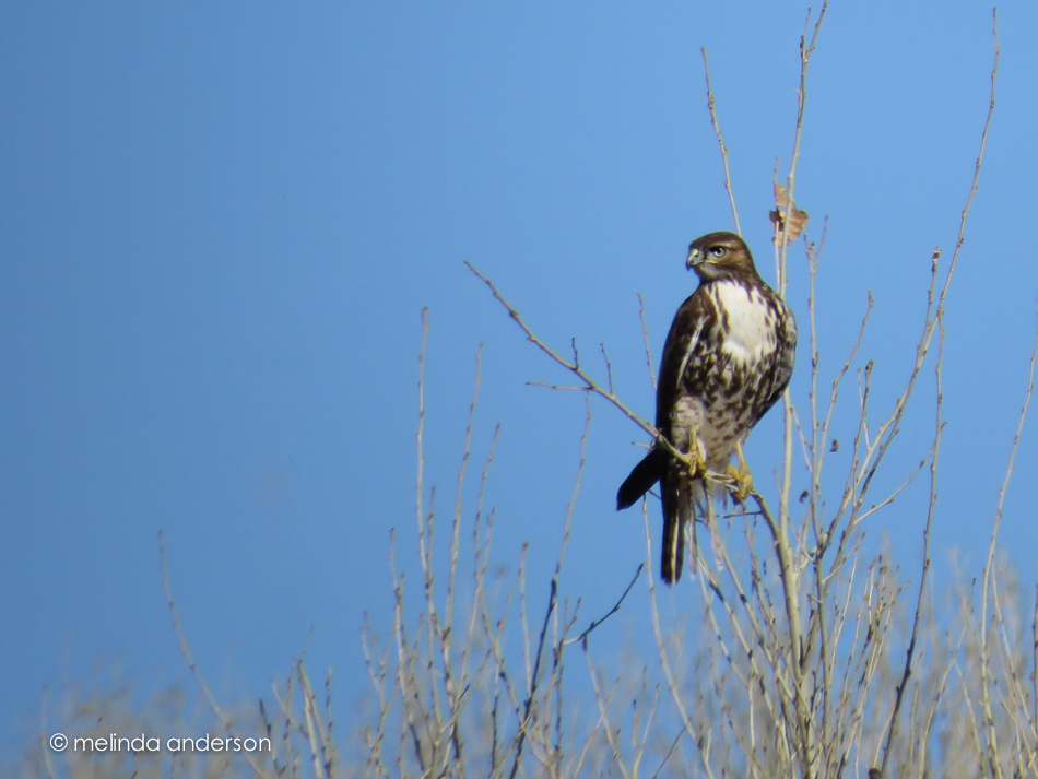 20150117-IMG_0425_melinda_anderson-Edit