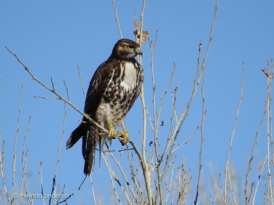 20150117-IMG_0435_melinda_anderson