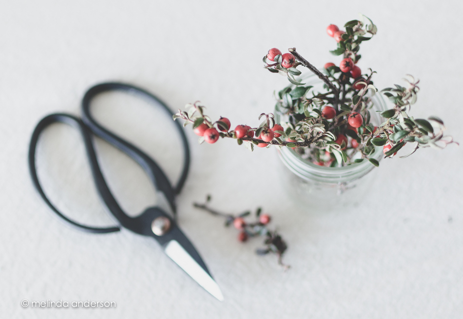 20150131-DSC_1781_melinda_anderson