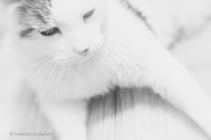 20150526-MMA_5871_melinda_anderson