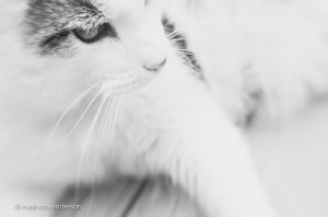 20150526-MMA_5873_melinda_anderson