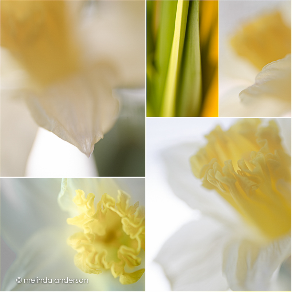 daffodillayout