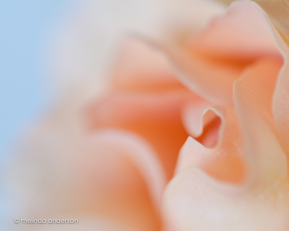 20150208-DSC_2303_melinda_anderson-Edit