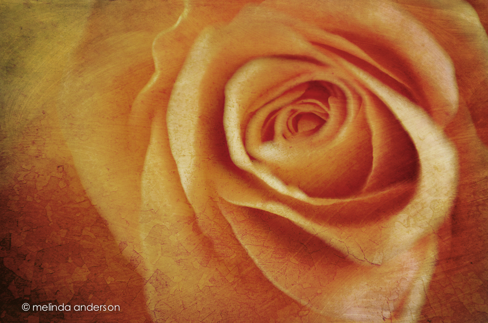 20150208-DSC_2308_melinda_anderson-Edit-5