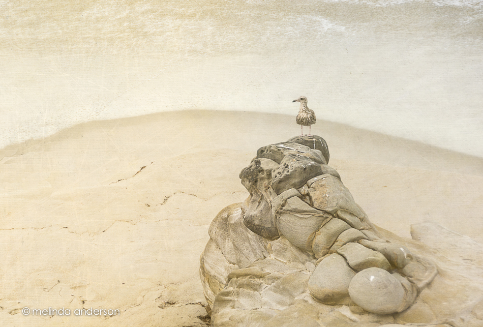 20150316-DSC_1343_melinda_anderson-Edit