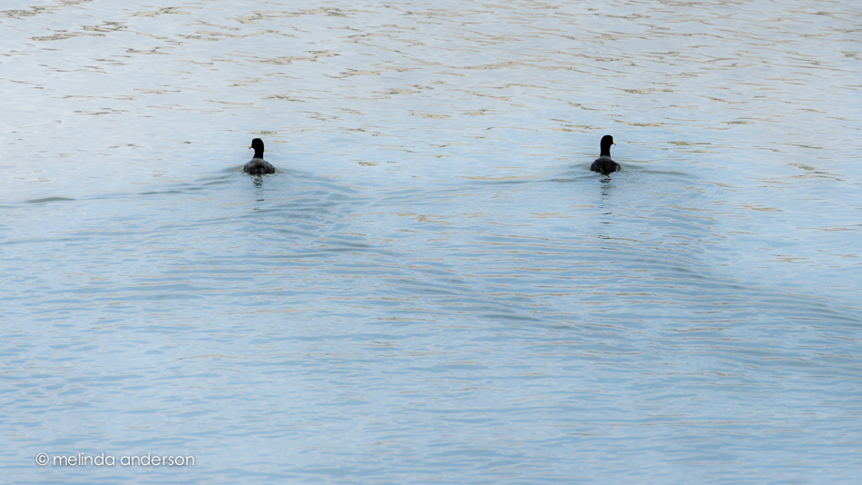 20150322-MMA_1902_melinda_anderson