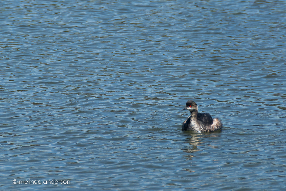 20150322-MMA_1931_melinda_anderson