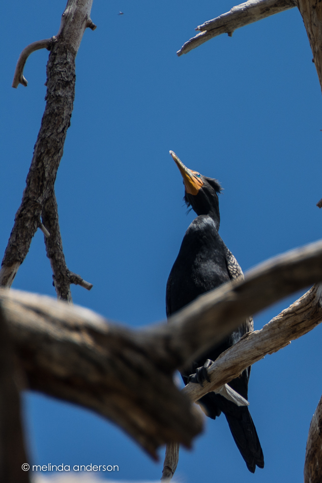 20150322-MMA_1961_melinda_anderson