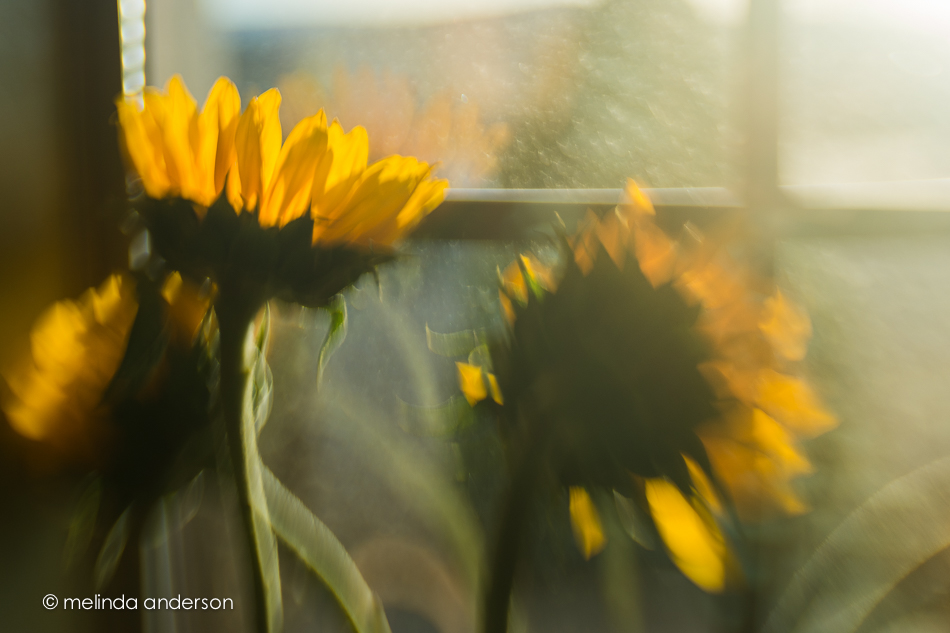 20150326-MMA_2077_melinda_anderson