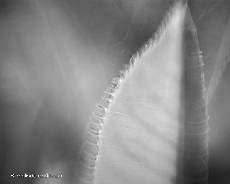 20150330-MMA_2285_melinda_anderson