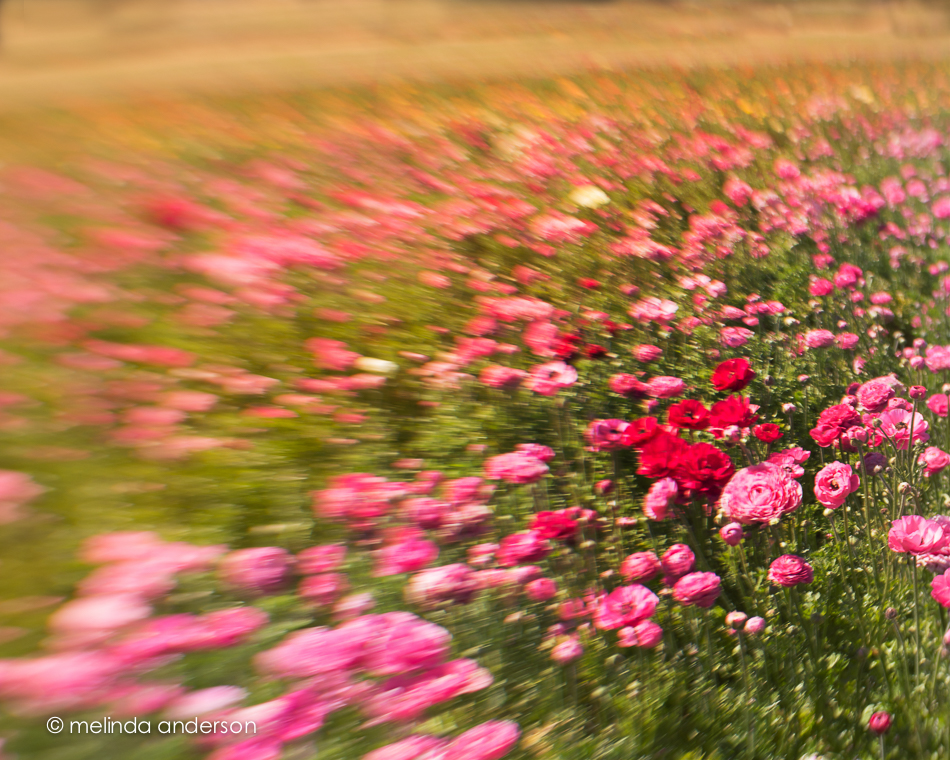 20150312-DSC_0503_melinda_anderson-Edit