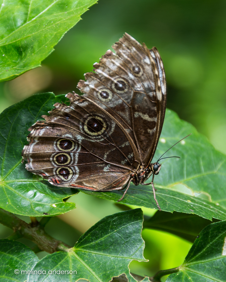 20150421-MMA_3380_melinda_anderson