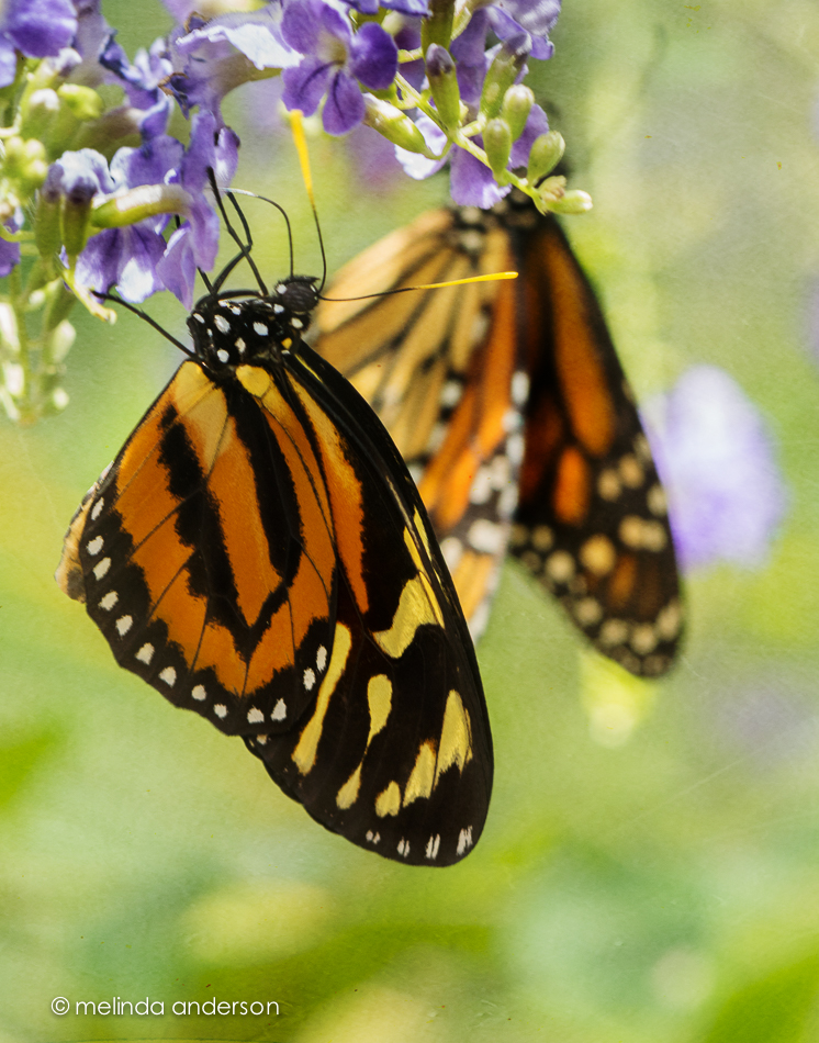 20150421-MMA_3853_melinda_anderson-Edit-2