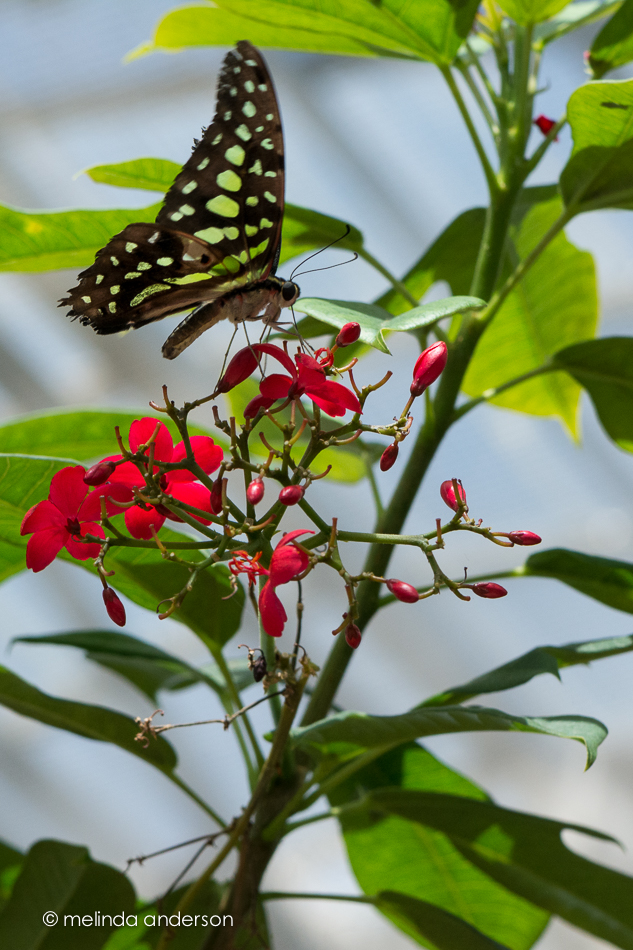 20150421-MMA_3887_melinda_anderson