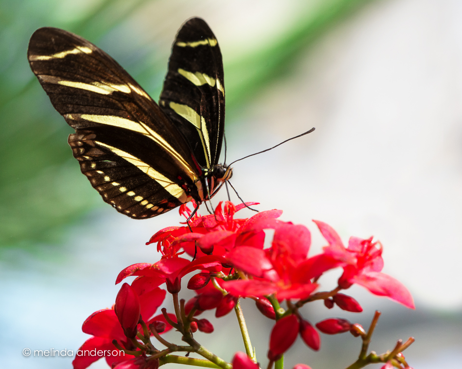 20150421-MMA_3972_melinda_anderson-Edit