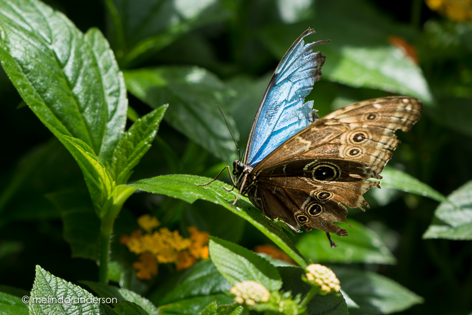 20150421-MMA_4111_melinda_anderson