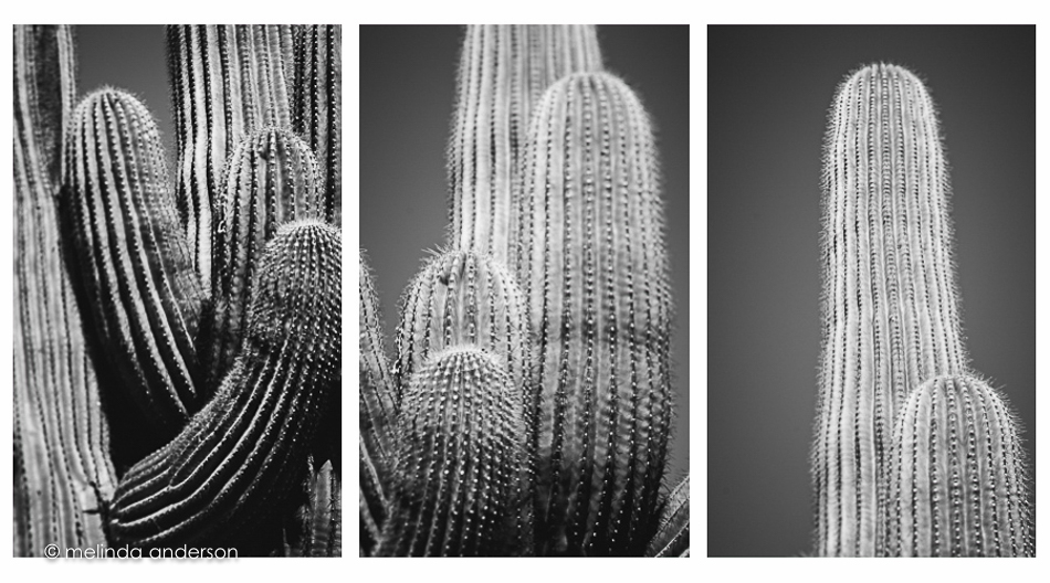 cactus_trio