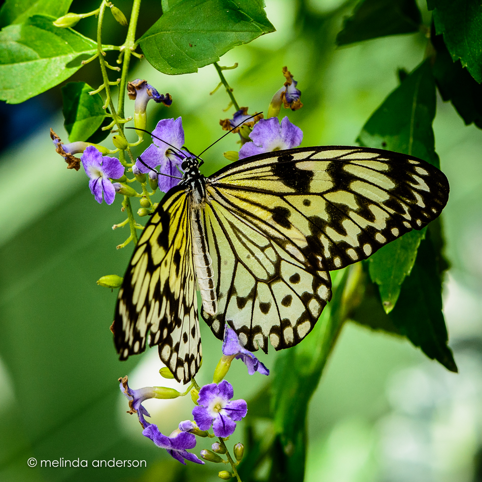 20150421-MMA_3826_melinda_anderson