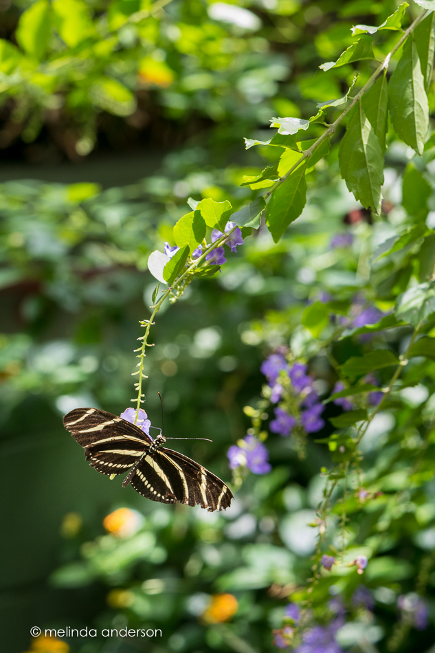 20150421-MMA_3918_melinda_anderson