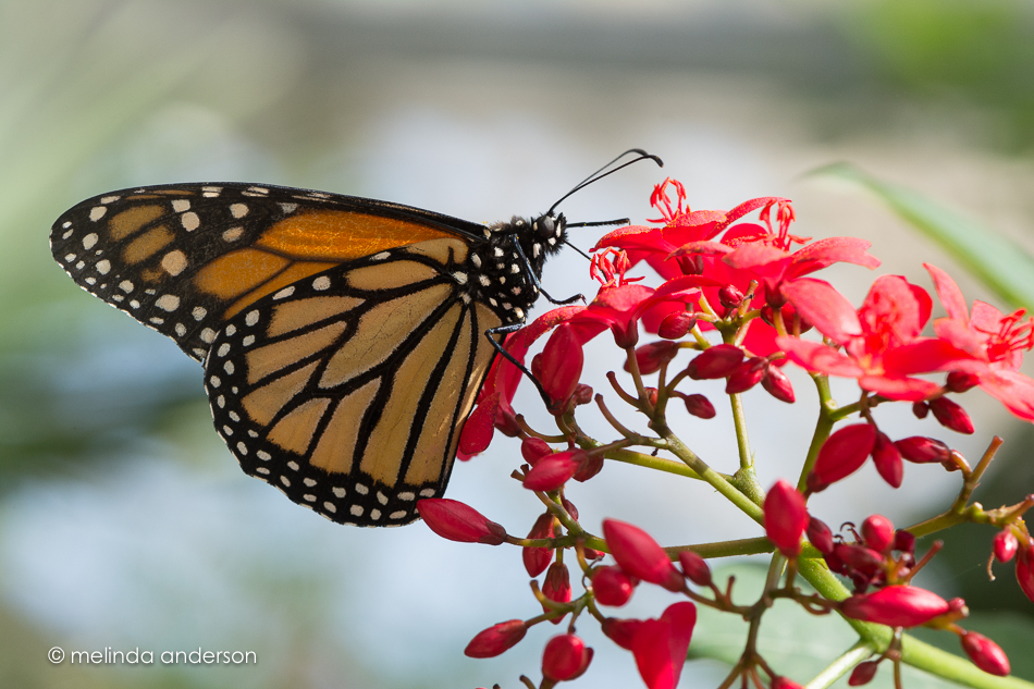 20150421-MMA_3955_melinda_anderson