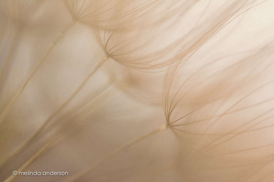 20150606-MMA_6955_melinda_anderson