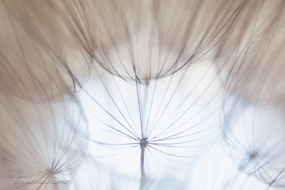 20150606-MMA_6963_melinda_anderson