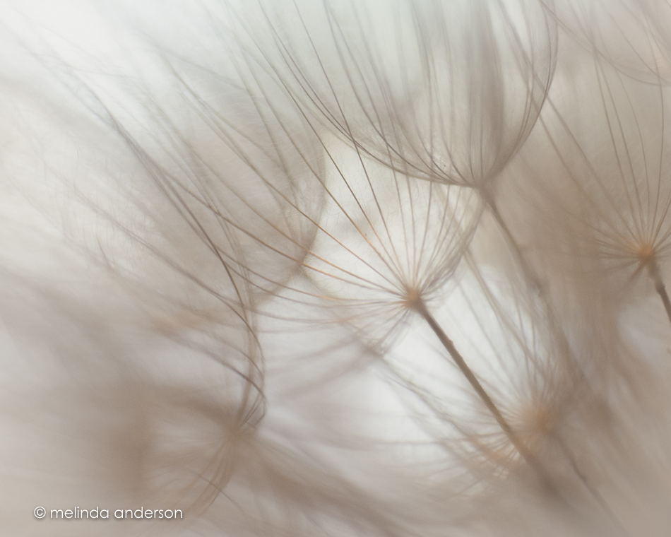 20150606-MMA_6967_melinda_anderson