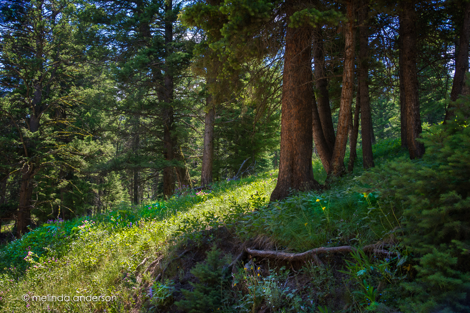 20150628-MMA_8966_melinda_anderson-Edit-Edit