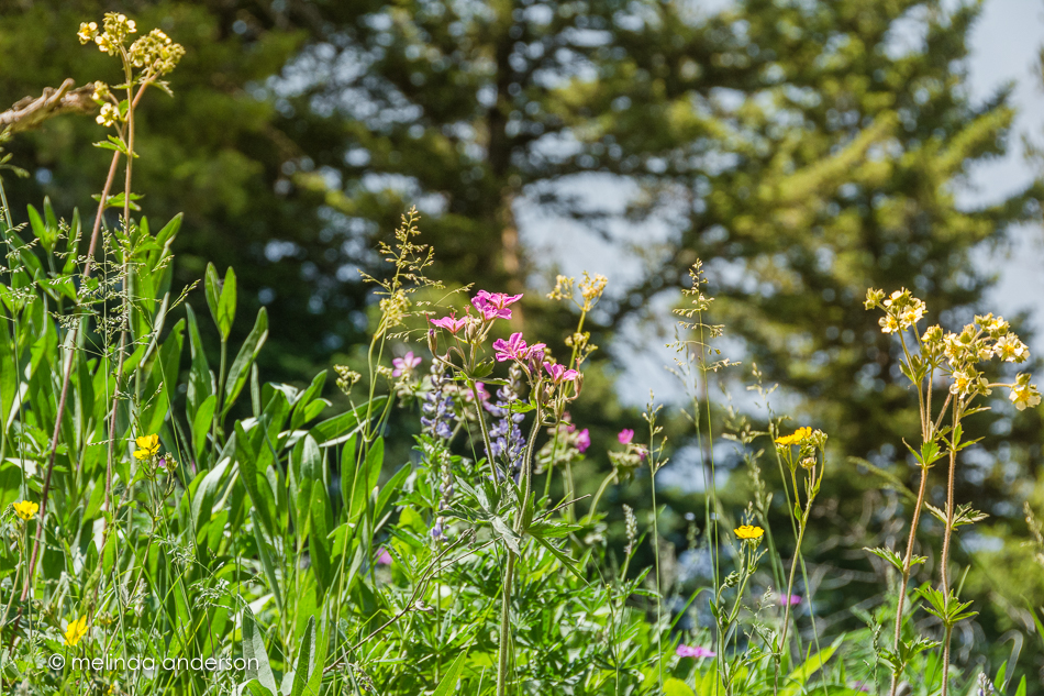 20150628-MMA_8984_melinda_anderson