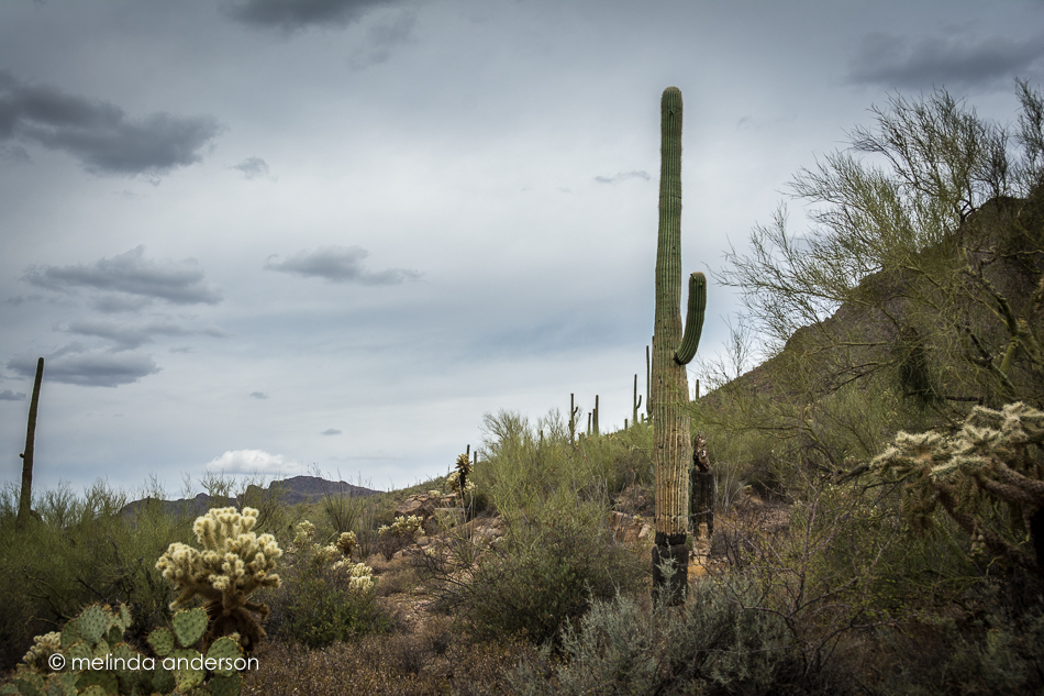 20150709-MMA_0103_melinda_anderson