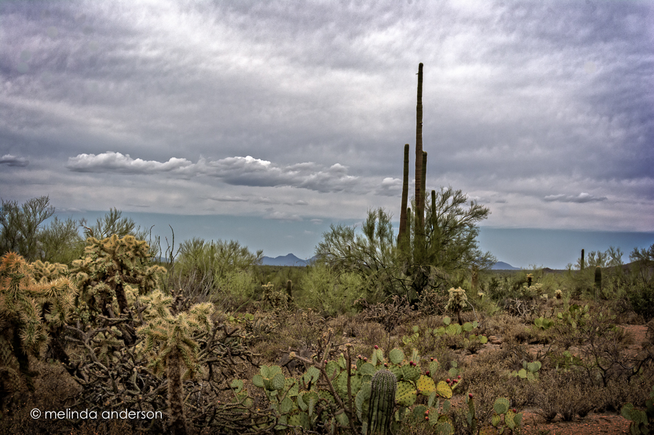 20150709-MMA_0154_melinda_anderson-Edit