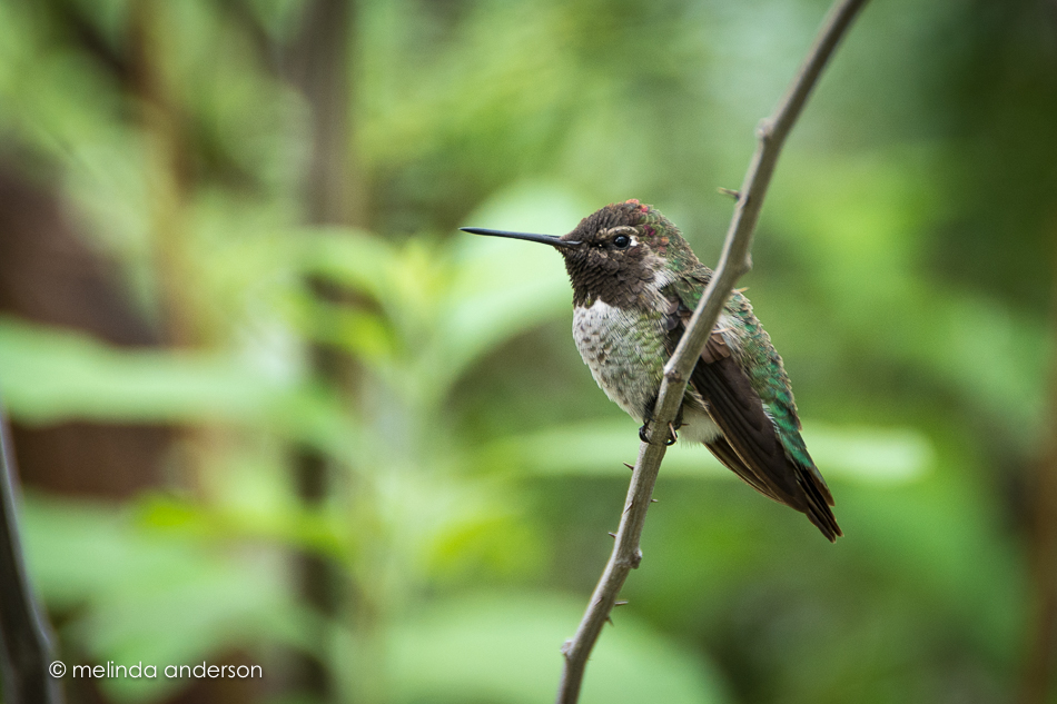 20150709-MMA_0221_melinda_anderson